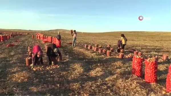 Eskişehir'de kışlık soğan hasadı başladı