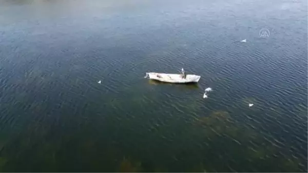 Beyşehir Gölü'nde teknelerinin peşine takılan martıların balık kapma yarışı