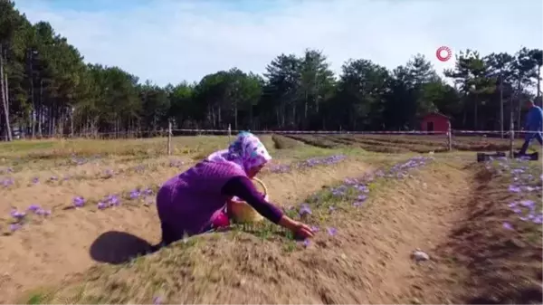 Uluslararası öğrenciler 