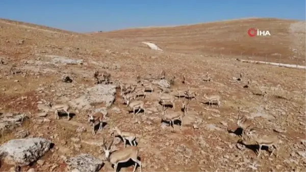 Şanlıurfa'da 30 ceylan daha doğaya salındı