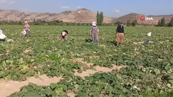 İzmir'de salatalık üreticileri dertli