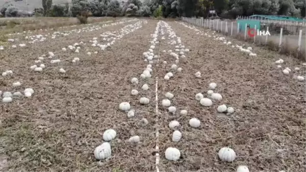 Kızılinler balkabağı 'hobi bahçesi' tehlikesi altında