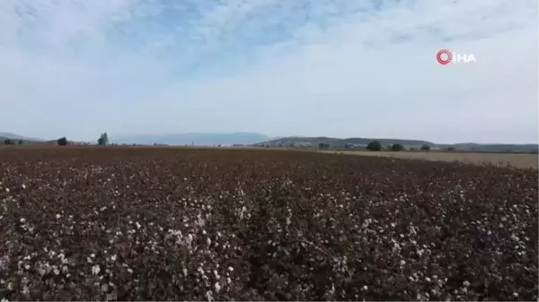 Kuraklık ve sıcaklar nedeniyle verimin düştüğü pamukta hasat zamanı