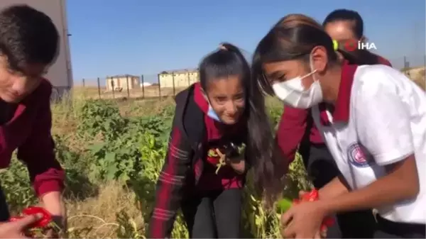 Okulda hasat sevinci... Öğrenciler okulda yetiştirdikleri ürünü hasat etti