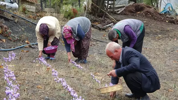 Adana'da safran hasadı başladı! Gramı 50 liradan satılıyor