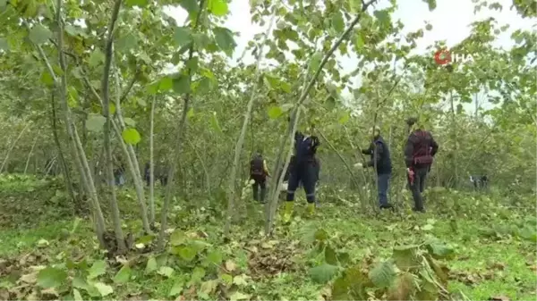 Ordu Valisi dip sürgünlerinin temizliği ve budama çalışmalarına katıldı