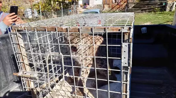 Yaralı bulunan vaşak hayvan hastanesinde tedavi altına alındı