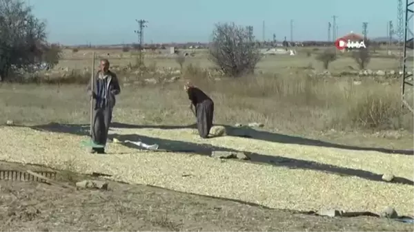 Nevşehir'in coğrafi işaretli kabak çekirdeği tezgahlarda yerini almaya başladı