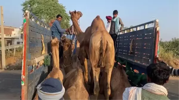 RAJASTHAN - Hindistan'da Pushkar Deve Fuarı