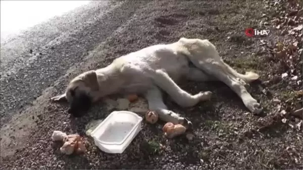 Günlerdir yaralı halde yatan köpeğin imdadına yapılan protokol yetişti