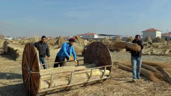 İşçilerin zorlu 'kamış' mesaisi