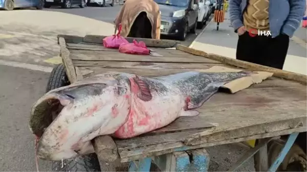 Kura nehrinde neredeyse boyu kadar yayın balığı tuttu