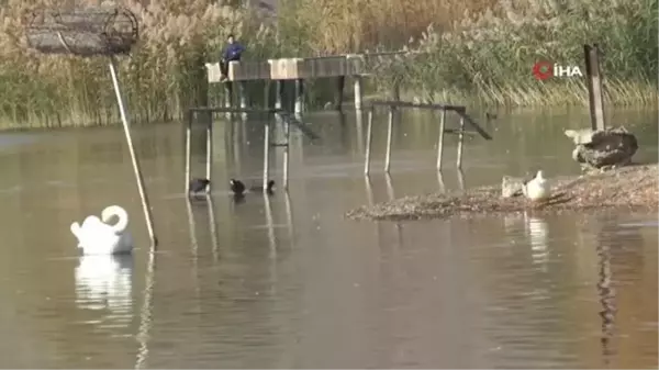 Adıyaman'da erkek kuğuya eş aranıyor