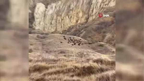 Doğa fotoğrafçısı, vaşak görüntülemeyi umarken domuz sürüsüyle karşılaştı...O anlar kameraya yansıdı