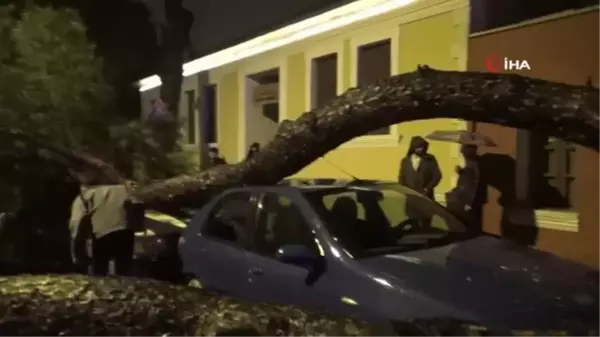 Aydın'da yağmurla birlikte devrilen çam ağacı, araçları hurdaya çevirdi