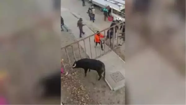 Güreş festivalinde bariyerleri kıran boğa seyircilere saldırdı