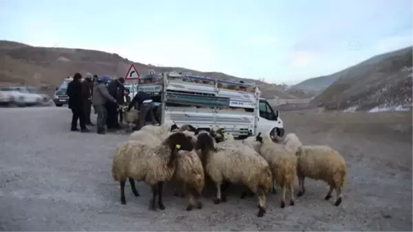 Son dakika gündem: Selde telef olan 1179 küçükbaş hayvanın yerine yenileri dağıtıldı