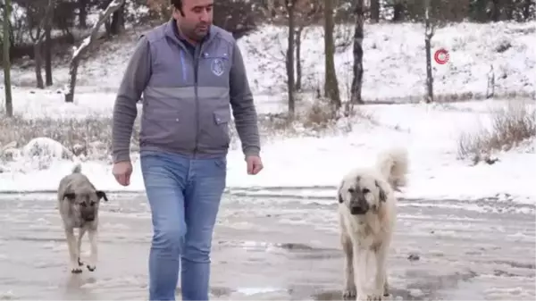 Belediye ekipleri sokak hayvanlarını besledi