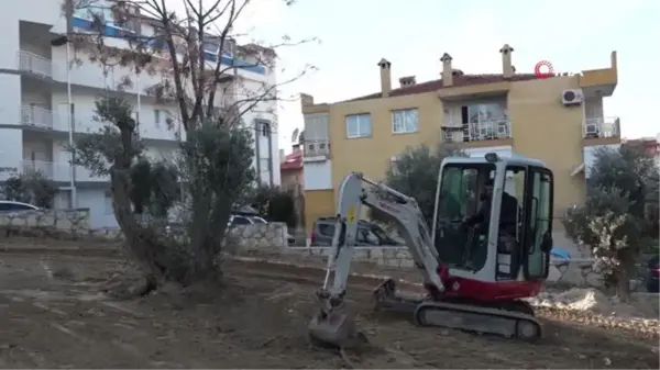 Kuşadası Belediyesi yarım asırlık zeytin ağaçlarını kesilmekten kurtardı