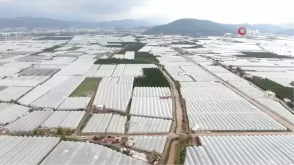 Kumluca'da sel 2 bin dönüm seraya zarar verdi... Domatesler ve patlıcanlar sular altında kaldı