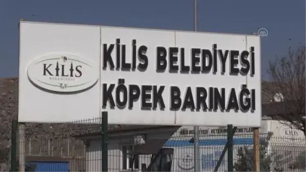 Tehlikeli cins 11 köpek barınakta korunuyor