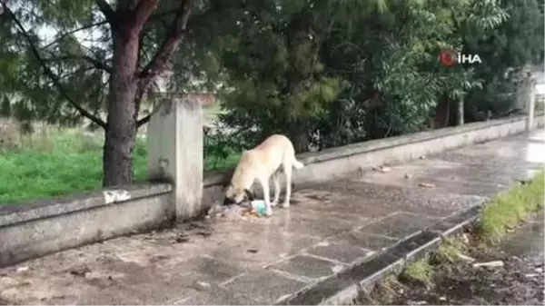 Son Dakika | Köpek saldırısında ölümden dönen Mert Dilek: 