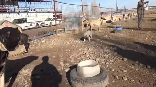 Kangal köpeği yetişkin kuzuları emziriyor