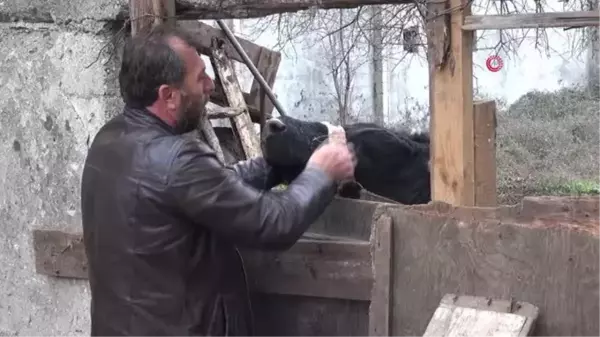 Yılbaşı gecesi çıktığı balkonda mahsur kalan tosun, yine aynı yerde mahsur kaldı