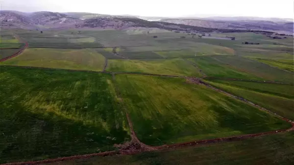 Çimlenen arpa hastalığa teslim oldu