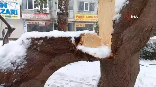 Mardin'de karın ağırlığına dayanamayan ağaç dalları kırıldı