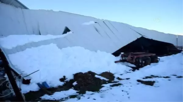 KAHRAMANMARAŞ - Çatı çökmesi sonucu 12 büyükbaş telef oldu