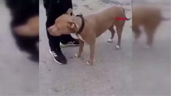 MERSİN'DE YASAKLI KÖPEK IRKLARINA DENETLEME