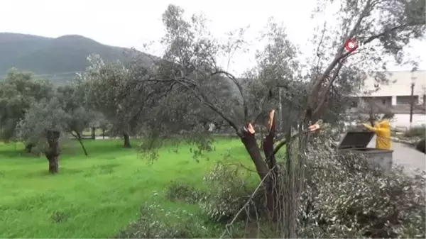 Bodrum'da zeytin ağaçlarını hortum vurdu