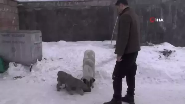 Kaymakam Güder, sokak hayvanlarını unutmadı