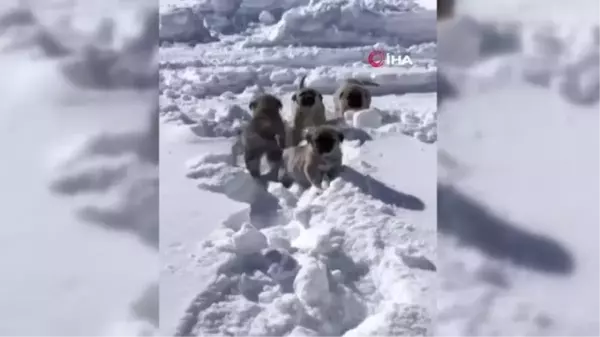 Sahipsiz köpeklere bir baba ile kızı sahip çıktı