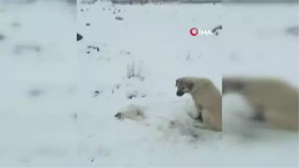 Anne köpek ölen yavrusunun başından ayrılmadı