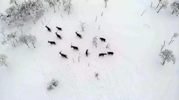 Türkiye'nin ilk fauna tanıtım alanındaki yaban hayvanlarına yem bırakıldı