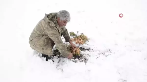 Meşe yapraklarının kış yolculuğu... Kuraklık nedeniyle toplanmıştı, şimdi yem olarak hayvanlara veriliyor