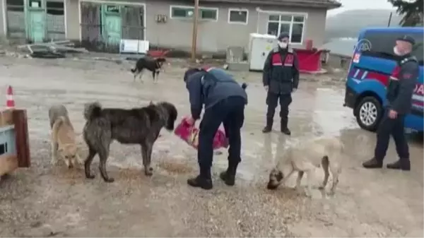 KASTAMONU - Jandarmadan hayvanlar için yem ve mama dağıtımı