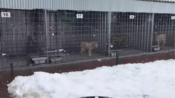 Doğaya terk edilen 10 köpekten 4'ü telef oldu