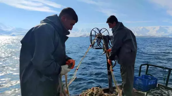 Üreme döneminde alınan tedbirler inci kefalinin çoğalmasını sağladı