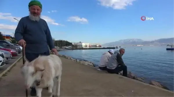 Bu keçi inatçı değil, 'Nazlı'