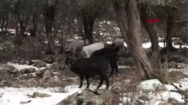 KONYAALTI BELEDİYESİ'NDEN AĞILI ÇÖKEN VATANDAŞA ÇADIR DESTEĞİ