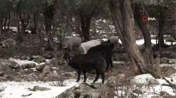 Konyaaltı'ndan ağılı çöken vatandaşa çadır desteği