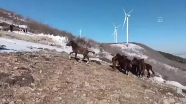 GAZİANTEP - Amanos Dağları'nın eteklerinde yılkı atları görüldü