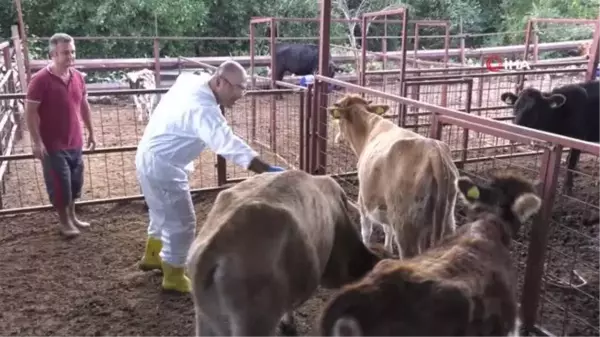 Konyaaltı Belediyesi, hayvancılıktaki uygulamalarıyla Türkiye'ye örnek oldu