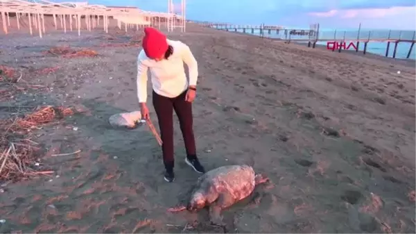 Son dakika... ÖLÜ CARETTA CARETTA SAHİLE VURDU