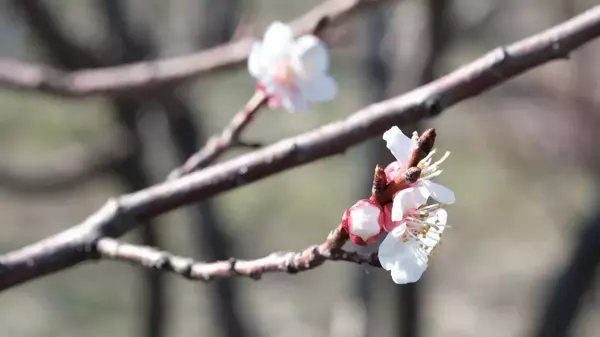 Kayısı ağaçları çiçek açtı