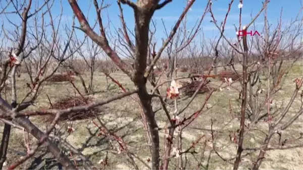 MUT'TA KAYISI AĞAÇLARI ÇİÇEK AÇMAYA BAŞLADI