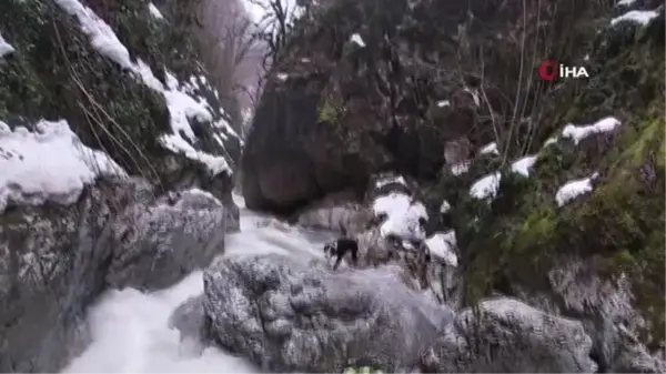 Kayalıklarda mahsur kalan köpek 2 günde kurtarıldı